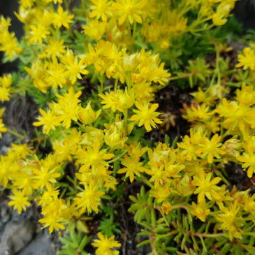 Svinafellsjokull - Saxifraga aizoides (ou saxifrage faux orpin)