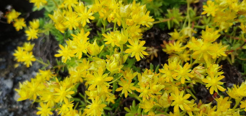 Svinafellsjokull - Saxifraga aizoides (ou saxifrage faux orpin)