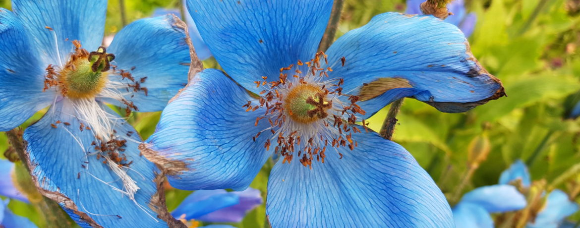 Akureyri - Jardin botanique - Pavot bleu