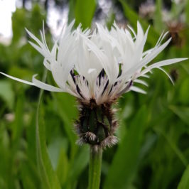Akureyri - Jardin botanique