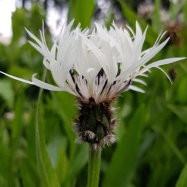 Akureyri - Jardin botanique